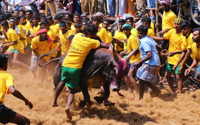 Pongal– A-Harvest-Festival-11.jpg