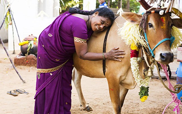 Pongal– A-Harvest-Festival-10.jpg